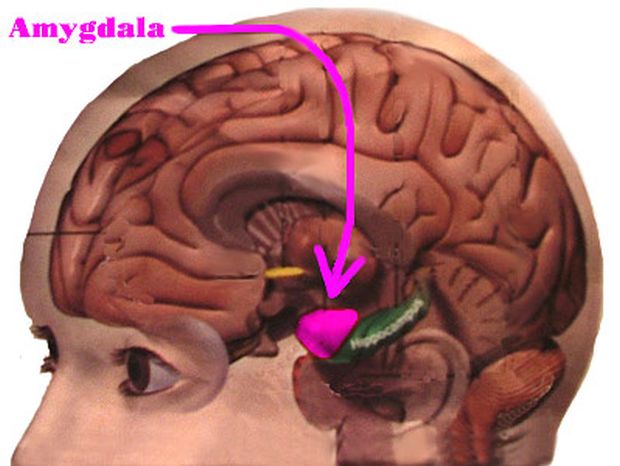 headamygdala