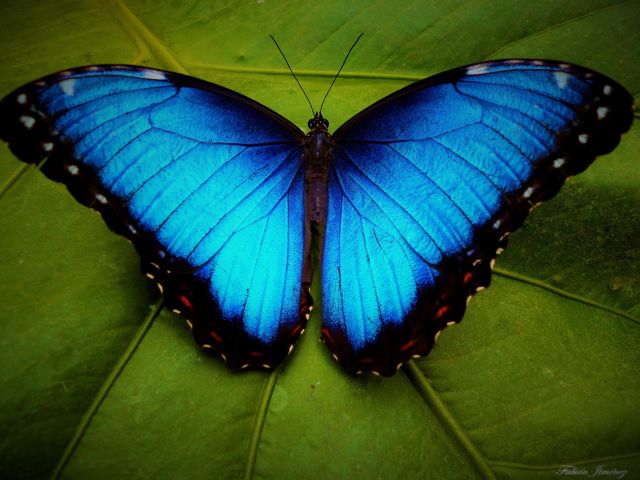amazonian blue morpho